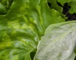 Lettuce Downy Mildew