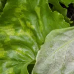 Lettuce Downy Mildew