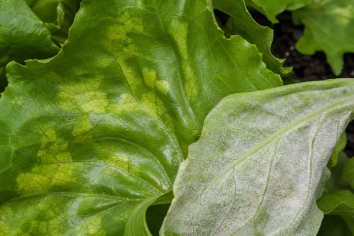 Lettuce Downy Mildew