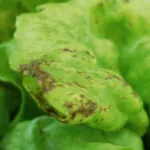 Lettuce mosaic