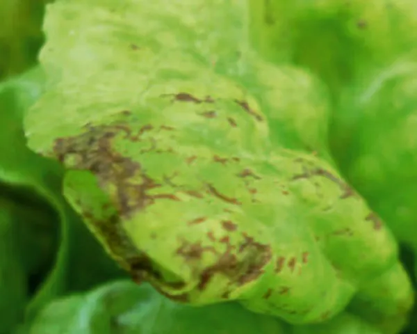 Lettuce mosaic
