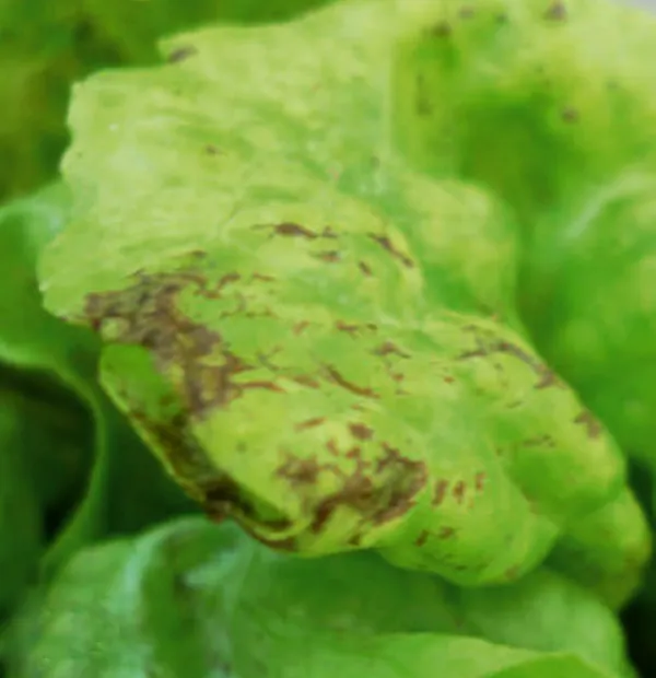 Lettuce mosaic
