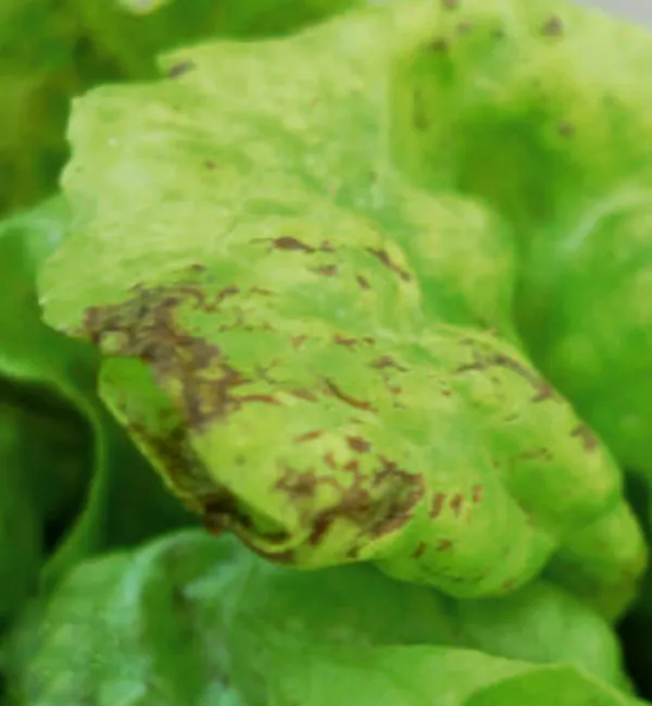Lettuce mosaic – diagnostic photo