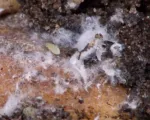 Lettuce Root Aphid