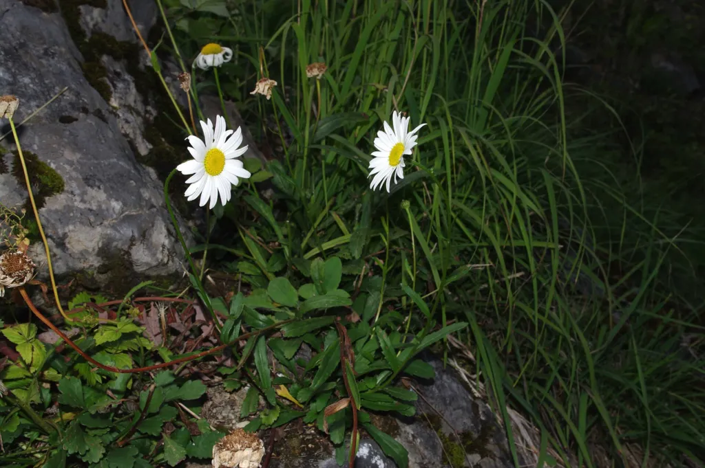 Berg-Margerite (Leucanthemum adustum) – typisches Erscheinungsbild, Pflanzenfoto