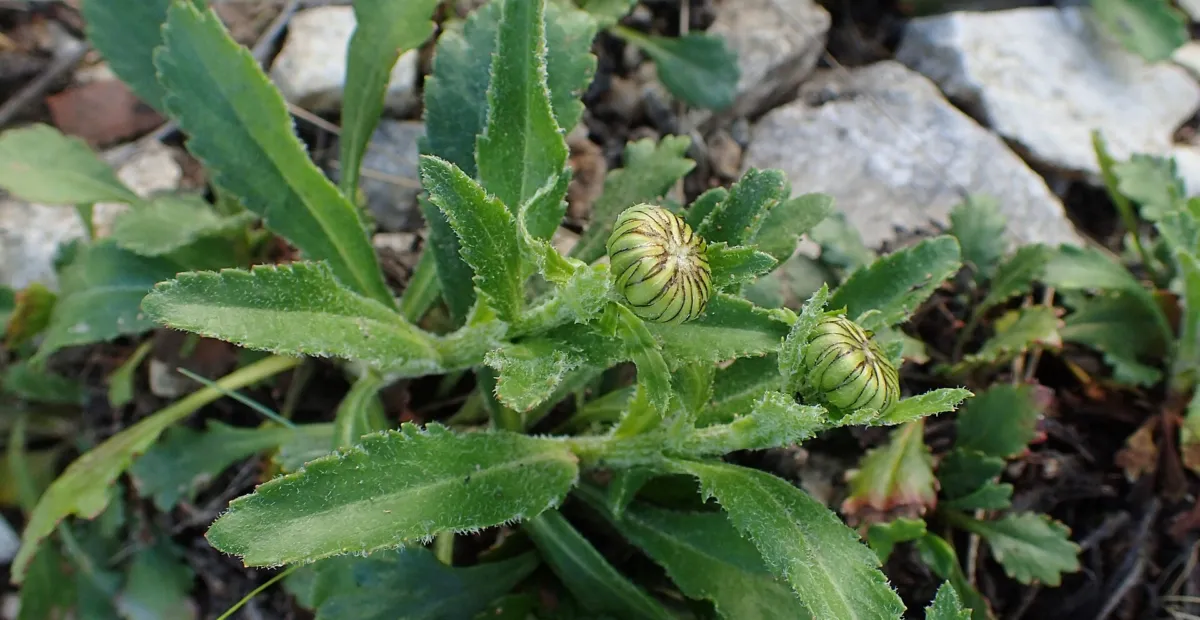 Leucanthemum adustum – plant photo