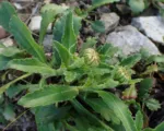 Leucanthemum adustum care guide