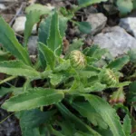Leucanthemum adustum care guide (Leucanthemum adustum) – plant photo