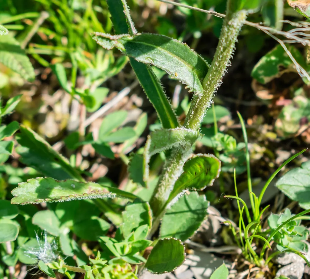 Berg-Margerite (Leucanthemum adustum) – typisches Erscheinungsbild, Pflanzenfoto