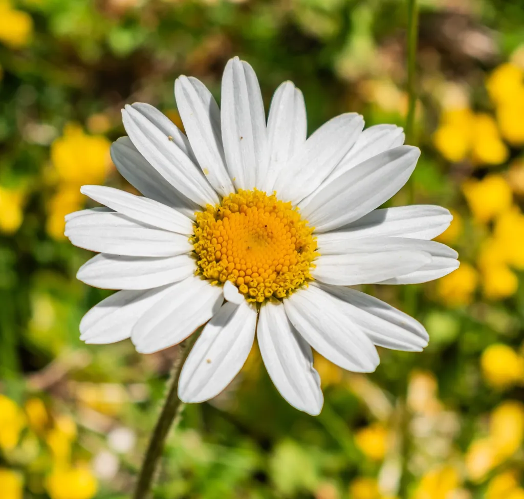 Berg-Margerite (Leucanthemum adustum) – typisches Erscheinungsbild, Pflanzenfoto