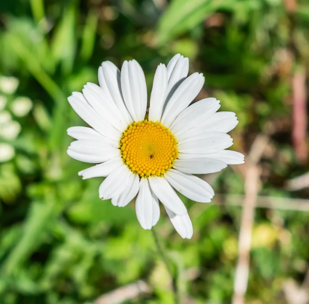 Berg-Margerite (Leucanthemum adustum) – typisches Erscheinungsbild, Pflanzenfoto