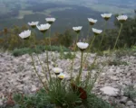 Grass-leaved Oxeye Daisy (Leucanthemum graminifolium) care guide