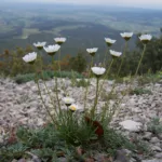 Grass-leaved Oxeye Daisy (Leucanthemum graminifolium) – plant photo