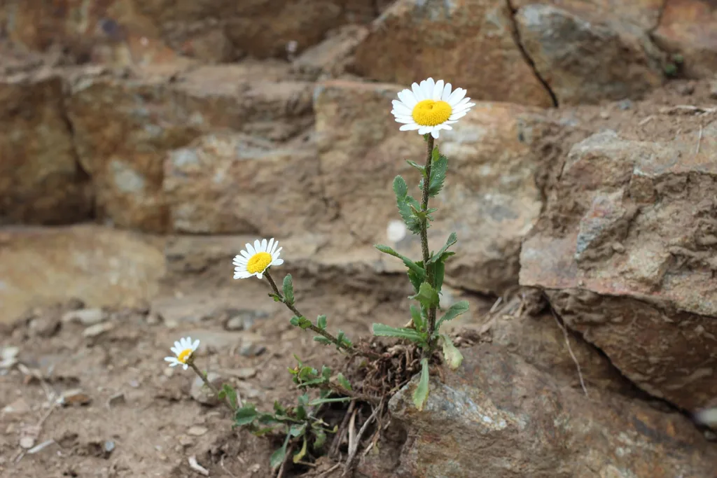 Fettwiesen-Margerite (Leucanthemum ircutianum) – typisches Erscheinungsbild, Pflanzenfoto
