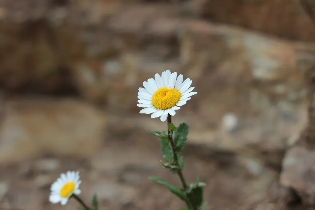 Fettwiesen-Margerite (Leucanthemum ircutianum) – typisches Erscheinungsbild, Pflanzenfoto