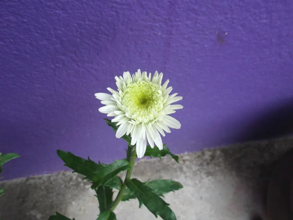 Pyrenäen-Margerite (Leucanthemum maximum) – Blüten in Nahaufnahme, Pflanzenfoto