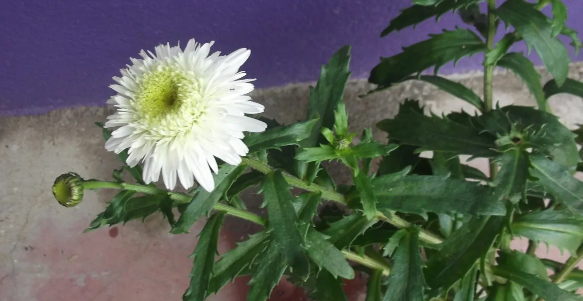 max chrysanthemum (Leucanthemum maximum) – plant photo