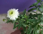 Max chrysanthemum (Leucanthemum maximum) care guide