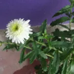 max chrysanthemum (Leucanthemum maximum) – plant photo