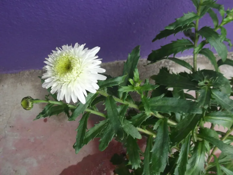 Leucanthemum maximum