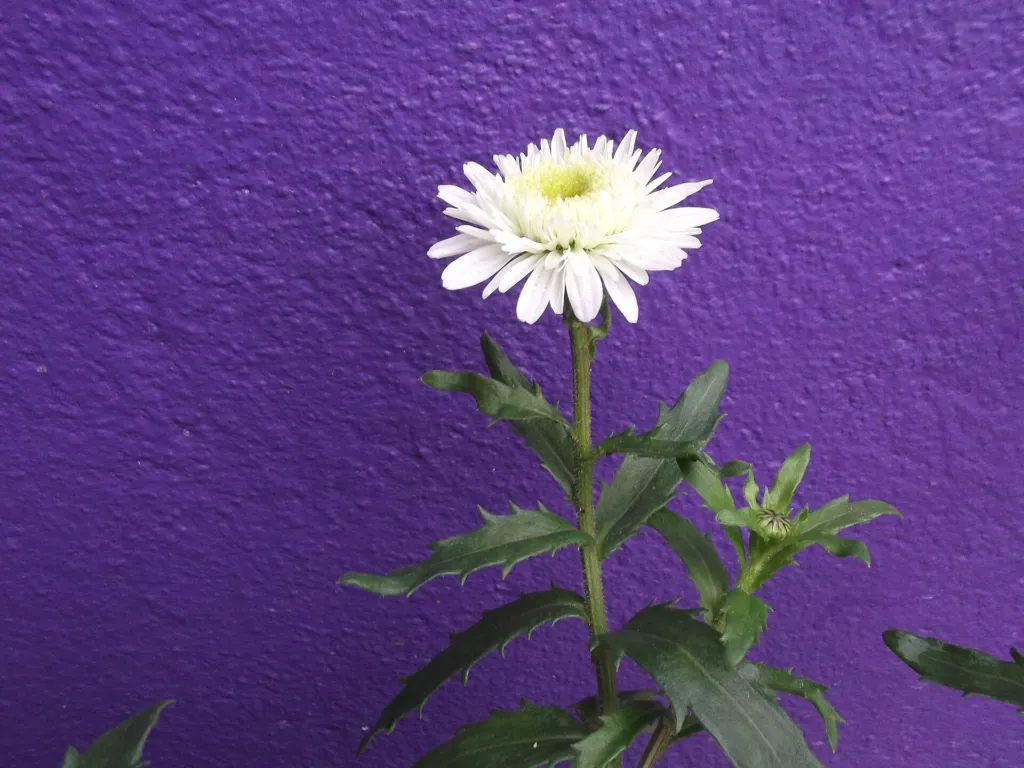 Pyrenäen-Margerite (Leucanthemum maximum) – Blüten in Nahaufnahme, Pflanzenfoto