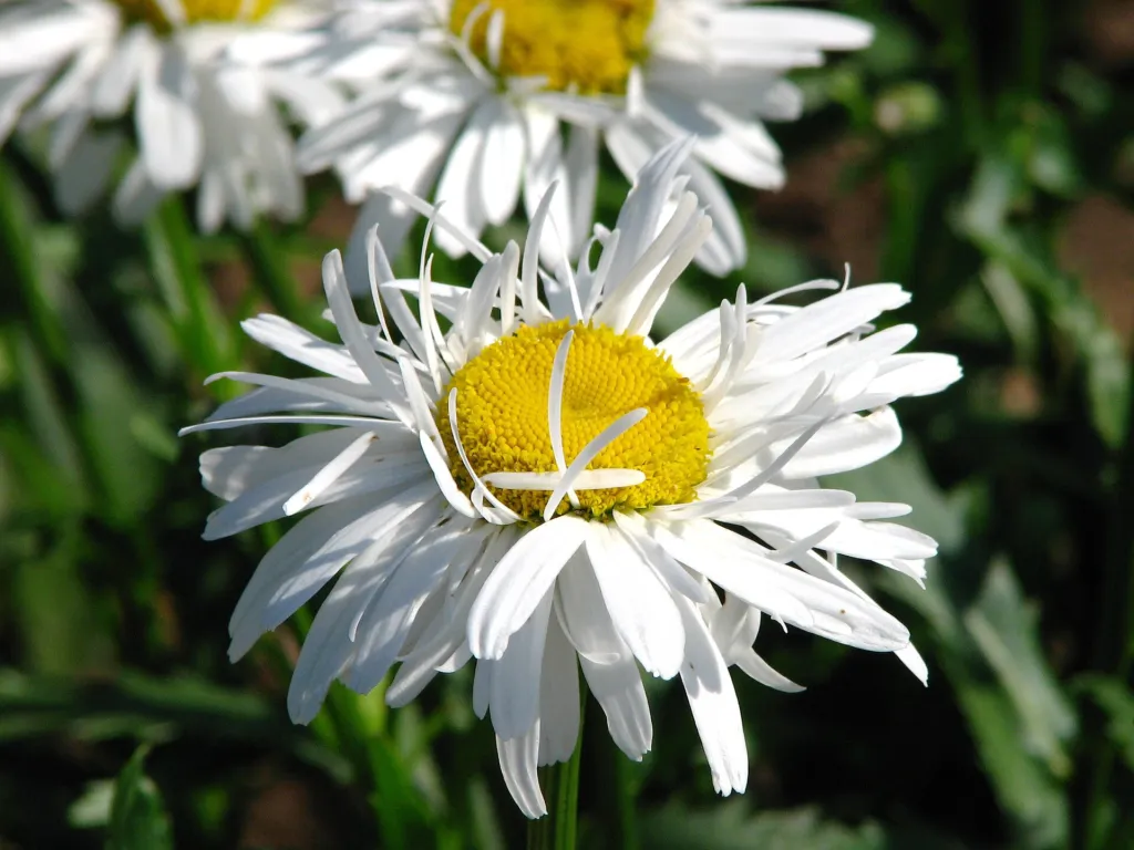 Pyrenäen-Margerite (Leucanthemum maximum) – im Garten, Pflanzenfoto
