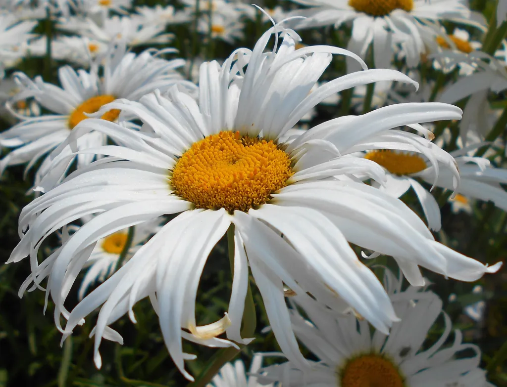 Garten-Margerite (Leucanthemum superbum) – typisches Erscheinungsbild, Pflanzenfoto