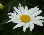 Shasta Daisy (Leucanthemum superbum) care guide