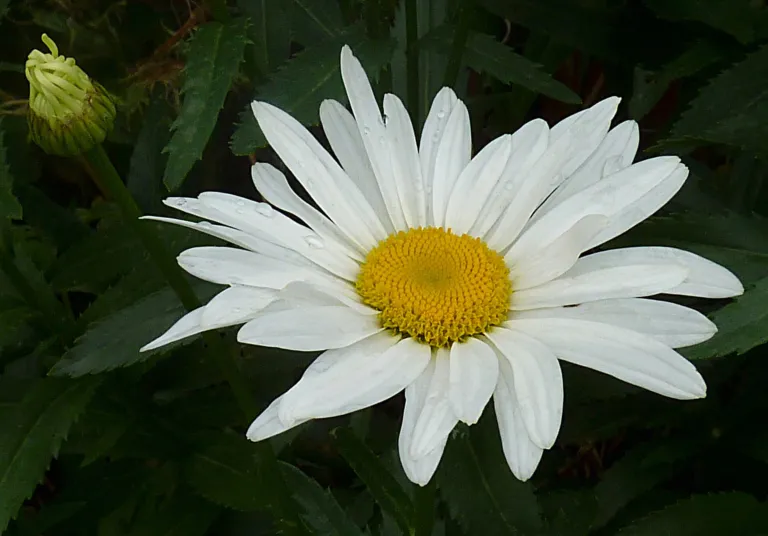 Leucanthemum superbum