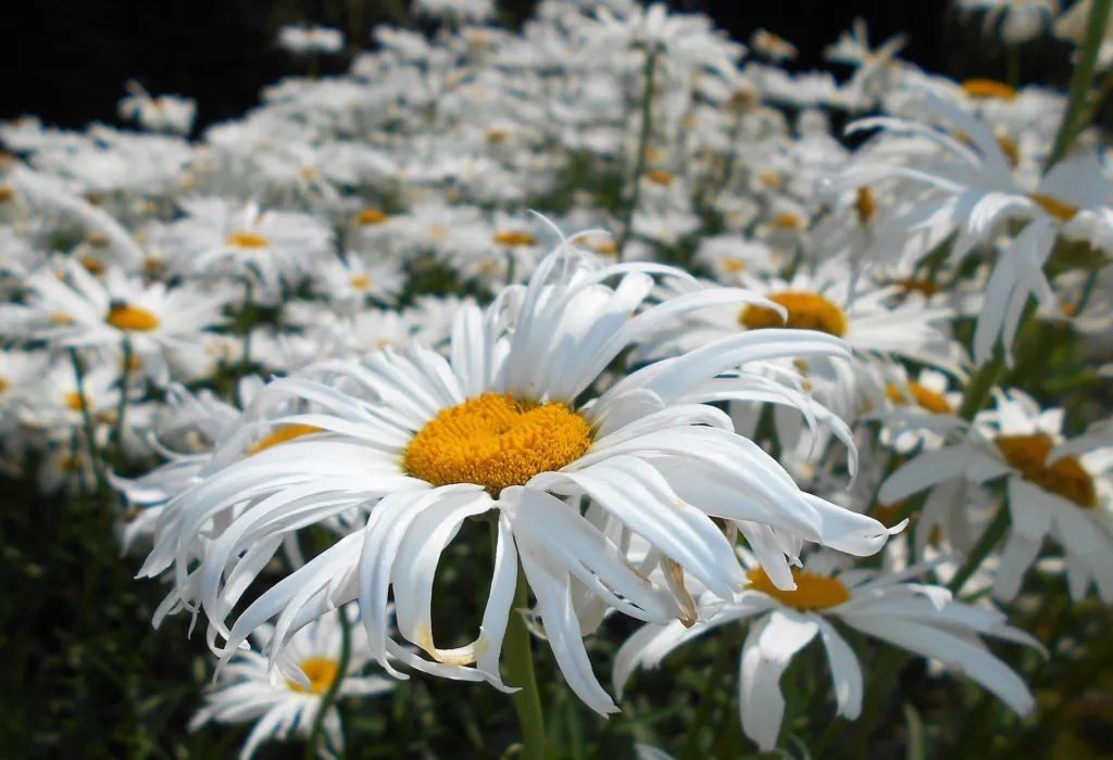 Garten-Margerite (Leucanthemum superbum) – typisches Erscheinungsbild, Pflanzenfoto