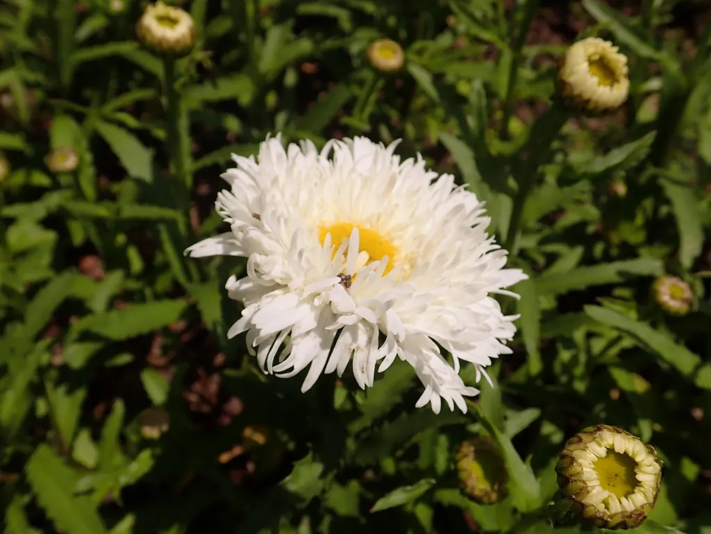 Garten-Margerite (Leucanthemum superbum) – typisches Erscheinungsbild, Pflanzenfoto