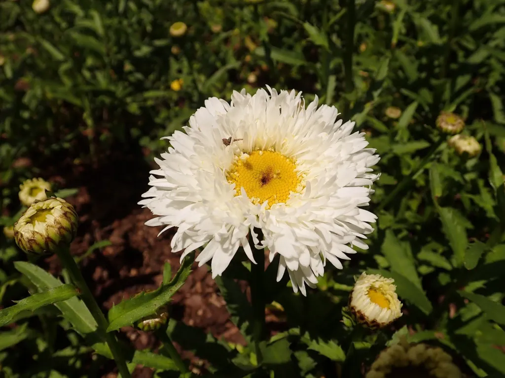 Garten-Margerite (Leucanthemum superbum) – typisches Erscheinungsbild, Pflanzenfoto