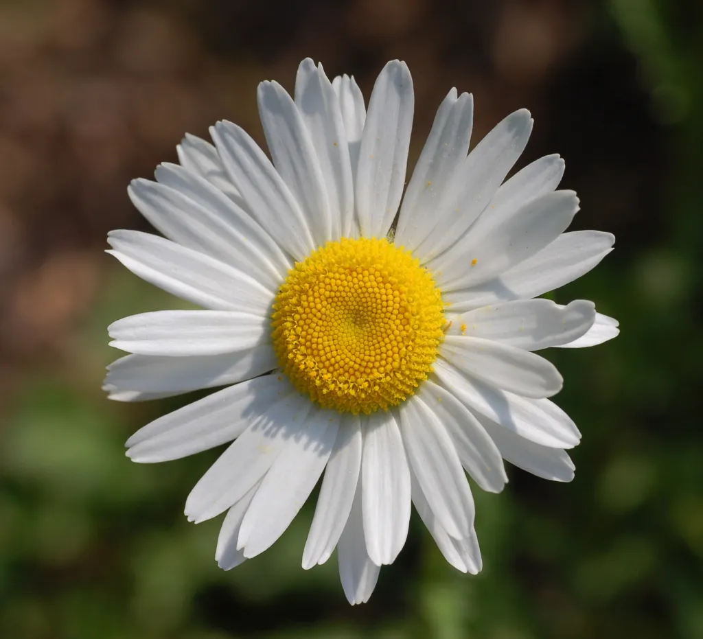 Magerwiesen-Margerite (Leucanthemum vulgare) – Blüten in Nahaufnahme, Pflanzenfoto