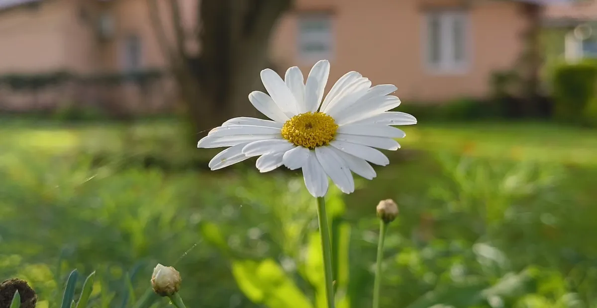 oxeye daisy (Leucanthemum vulgare) – plant photo