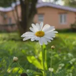oxeye daisy (Leucanthemum vulgare) – plant photo