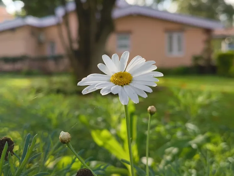 Leucanthemum vulgare