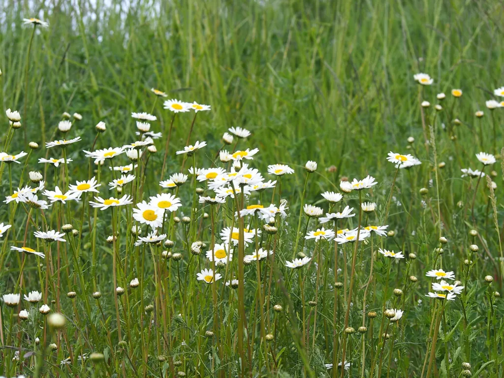 Magerwiesen-Margerite (Leucanthemum vulgare) – typisches Erscheinungsbild, Pflanzenfoto