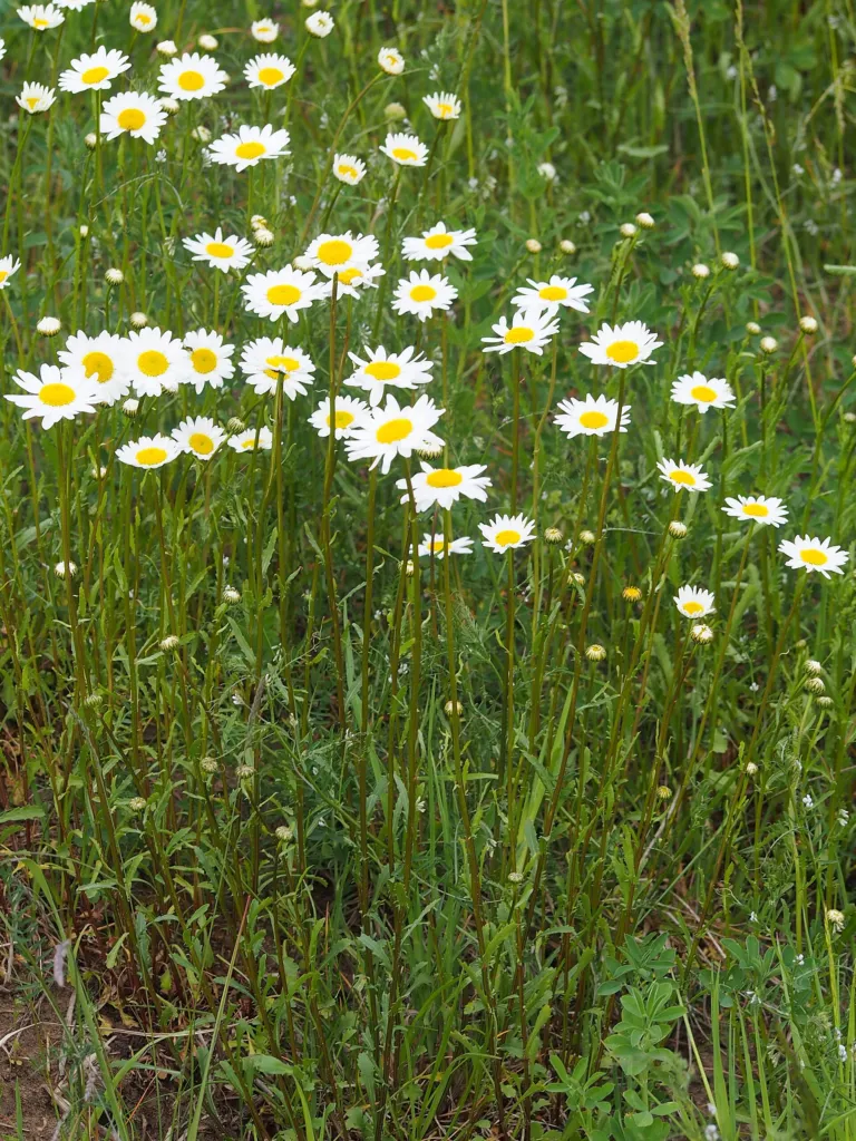 Magerwiesen-Margerite (Leucanthemum vulgare) – typisches Erscheinungsbild, Pflanzenfoto