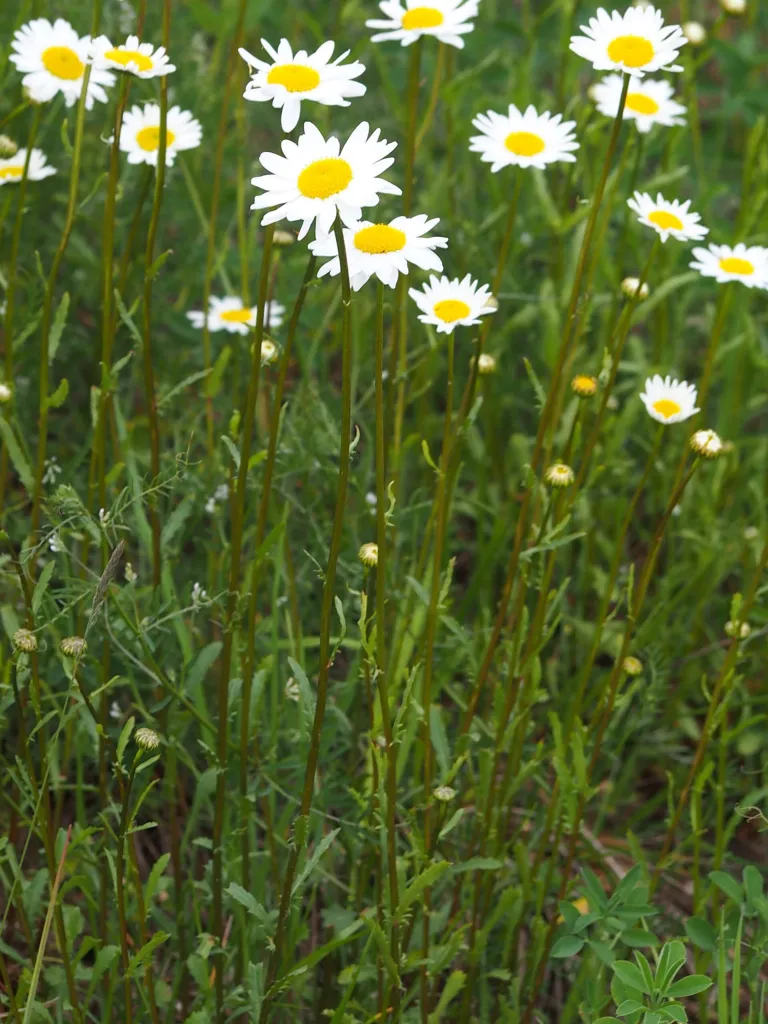 Magerwiesen-Margerite (Leucanthemum vulgare) – typisches Erscheinungsbild, Pflanzenfoto
