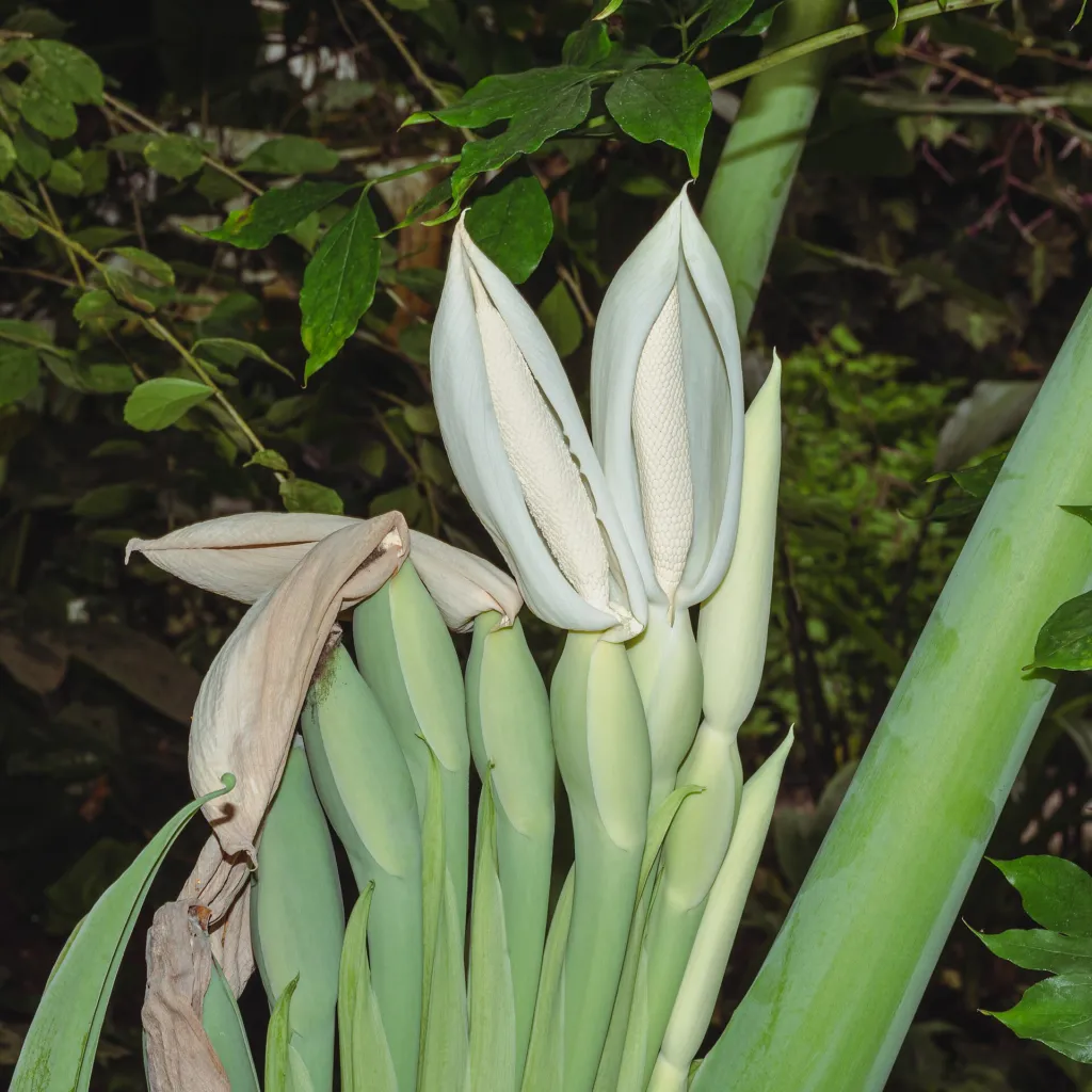 Leucocasia ‘Gigantea’ (Leucocasia 'Gigantea') – flowers in close-up, plant photo
