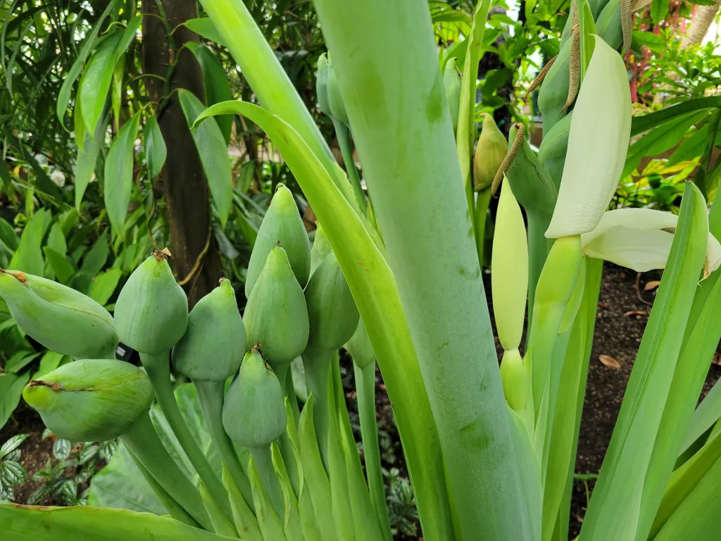 Leucocasia ‘Gigantea’ (Leucocasia 'Gigantea') – flowers in close-up, plant photo