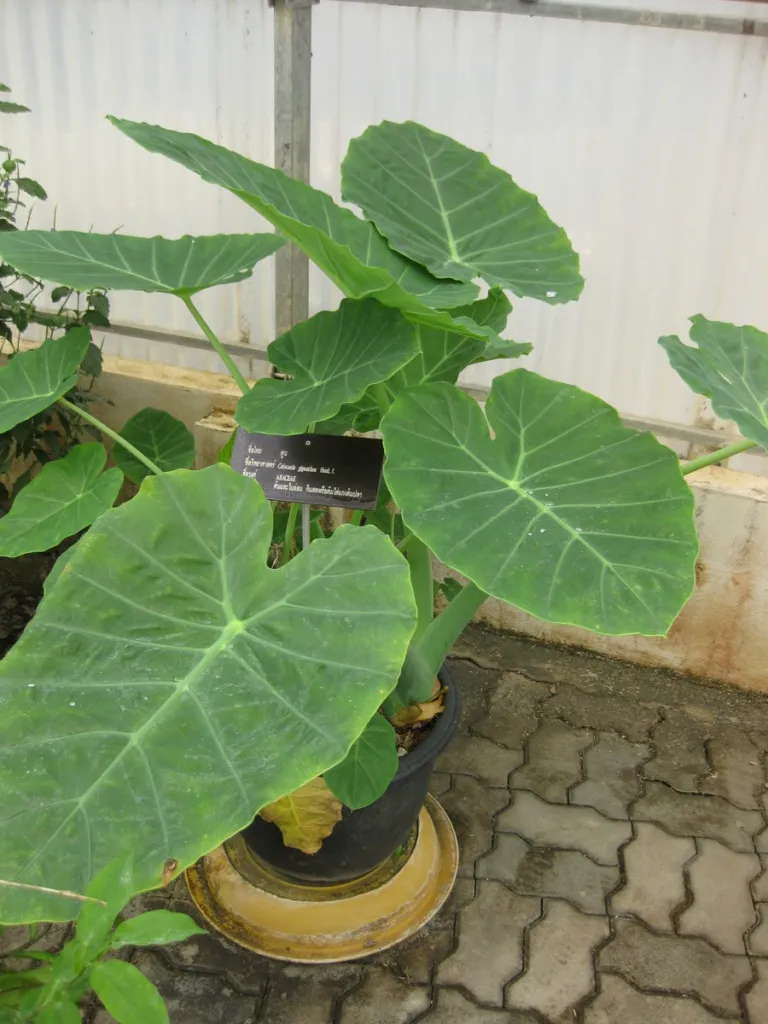 Leucocasia ‘Gigantea’ (Leucocasia 'Gigantea') – characteristic appearance, plant photo