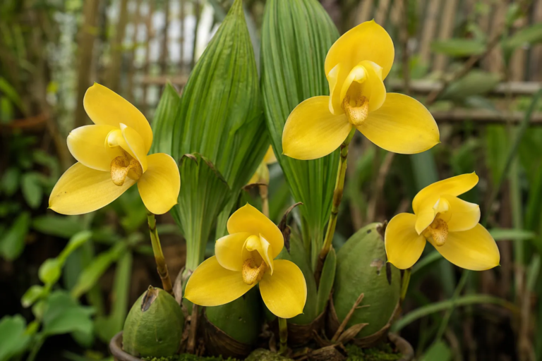 Lycaste aromatica