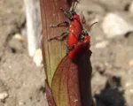Lily Leaf Beetle (Scarlet Lily Beetle)