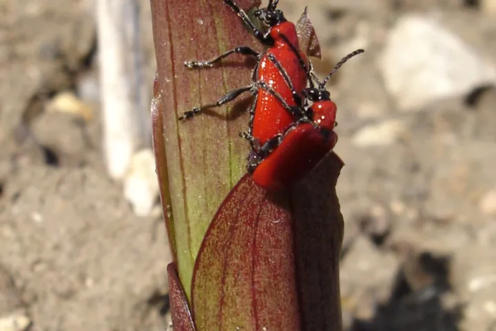 Lily Leaf Beetle (Scarlet Lily Beetle)