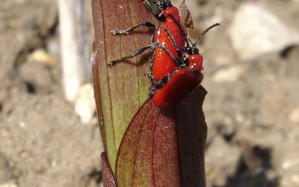 Lily Leaf Beetle (Scarlet Lily Beetle)