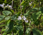 Limabohne (Phaseolus lunatus) – Pflege