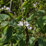 Limabohne (Phaseolus lunatus) – Pflanzenfoto