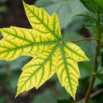 Lime-Induced Chlorosis
