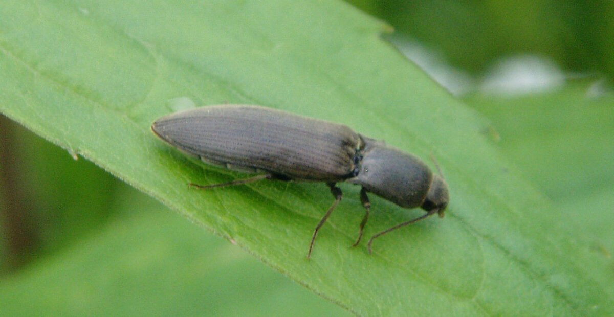 Lined click beetle (wireworm)